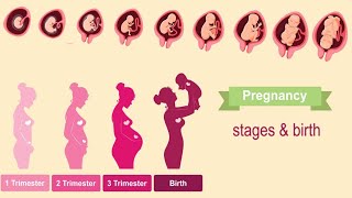 Pregnancy First Second and Third trimesters [upl. by Amahcen]