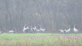 Common Crane Grus grus Kraanvogel Bourtanger Moor Germany 8 Nov 2024 7 [upl. by Atileda]