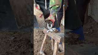 Awesome Hoof Trimming Video丨ASMR丨Donkey hoof cutting sound [upl. by Verdha]