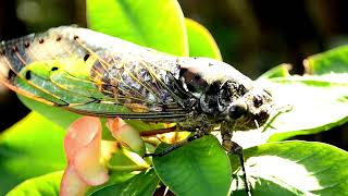 Exploring the Life Cycle of Cicadas  A Fascinating Journey of Survival in Nature  Wondrous Nature [upl. by Klump85]