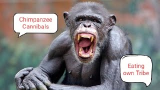 Chimpanzee Simpoo  are the Cannibals viral chimpanzee gorilla monkey [upl. by Eedyah]