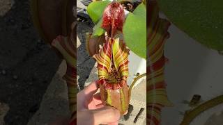 Nepenthes Veitchii Candy Dreams nepenthes houseplants nature carnivorousplants [upl. by Daffy]