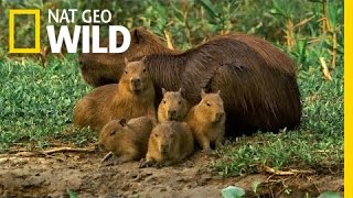 A Capybara Familys Day at Play  Deadly Game [upl. by Blake]