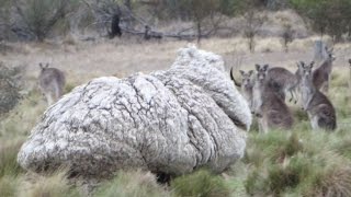 RekordSchaf um gut 40 Kilo Wolle erleichtert [upl. by Mannes]