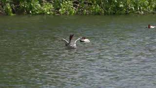 Red Crested and Common Pochards [upl. by Neleb]