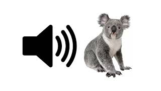 Koala  Sound Effect  ProSounds [upl. by Felita]