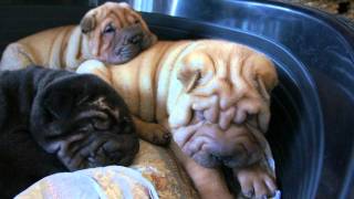 SharPei Puppy Cuccioli [upl. by Negyam]