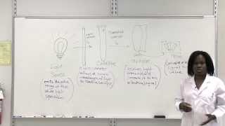 Intro to Spectrophotometry [upl. by Napoleon]