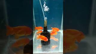 Aquarium fish orenda goldfish redcap ringking gold short video 🙏🥰🥰 [upl. by Drarej870]