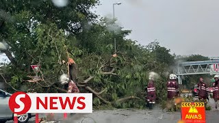 Heavy rain causes multiple trees to fall onto roads in the Klang Valley [upl. by Penelope560]