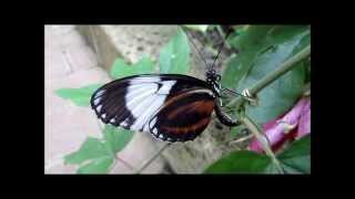 quotHeliconiusFalterButterflyquot Ein Video von Karin und Wolfgang Schmökel [upl. by Yager]