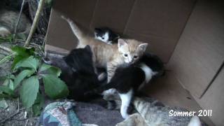 Kitten 8 Katzenbabys wohnen im Carton [upl. by Yarahs]