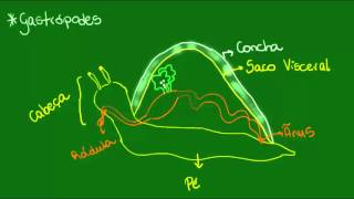 Sistema digestório dos Moluscos  Zoologia  Biologia [upl. by Selbbep785]