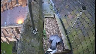 The St Albans Cathedral Peregrine Falcons  Three shift changes and quotThat pesky wingquot [upl. by Vassell542]