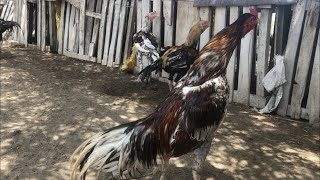 roosters fighting  Cock fighting  rooster sound  rooster fighting  breed of roosters [upl. by Enomad797]