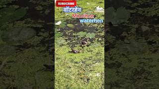 Moorhenwaterhenmoorhen bird soundwaterhen soundRinkutimevlogshortsshorts [upl. by Carli]