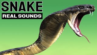 Snake Sound Effect Loud [upl. by Benis288]