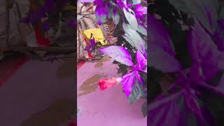 Purple hibiscus plant plants [upl. by Nitza]