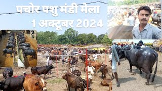 पचोर पशु मंडी मेला मध्य प्रदेश 1 अक्टूबर 2024 Pachore Pashu Mandi Mela Madhyapradesh [upl. by Noletta]