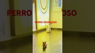 PERRO PEGRILOSO ulisesvochidovlogs vochido77 vochido66 vochido69 humor funnyvideo funny [upl. by Onidranreb890]