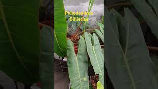 Philodendron billietiae nature amazinggarden philodendron love amazing garden enjoy relaxing [upl. by Furnary]