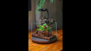 Carnivorous plant moss terrariums diy tutorial carnivorousplants terrarium [upl. by Enilorak]