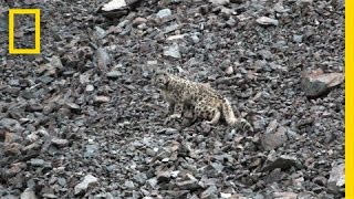 Snow Leopards Tagged in Afghanistan — A First  National Geographic [upl. by Wallie911]