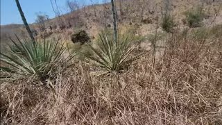 COMO COSINAR UN QUIOTE DE MAGUEY SILVESTRE 🌵 [upl. by Susana]