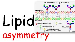 Lipid Asymmetry [upl. by Keraj]