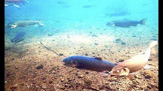 レイクトラウト Lake trout Salvelinus namaycush [upl. by Akemot]