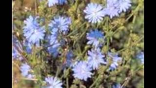 Chicory Cichorium intybus [upl. by Hardden]