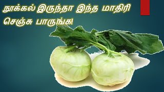 நூக்கல் இருந்தா இந்த மாதிரி செஞ்சு பாருங்க  How to prepare Nookal Turnip Nukol recipe  Tamil [upl. by Clothilde280]