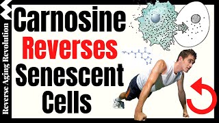 Carnosine Reverses Senescent Cells amp Increases Muscle Strength [upl. by Semmes]