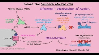 Nitroglycerin Mechanism of Action for Angina Pectoris [upl. by Ahcurb]