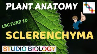 Plant Anatomy 10  Permanent tissues – Sclerenchyma [upl. by Virginia874]