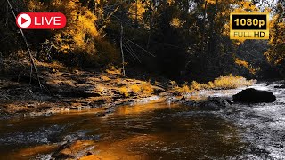 Autumn Woods  Gentle River Sounds  Peaceful Nature Video  1080p HD [upl. by Innoj]