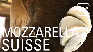 De la mozzarella suisse au lait de bufflonne ABERTS [upl. by Spancake826]