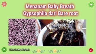 Menanam Bunga Baby Breath dari Bare Root  Gypsophila Paniculata [upl. by Theola]