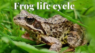 Frog life cycle with natural effect  for kids [upl. by Ybhsa]