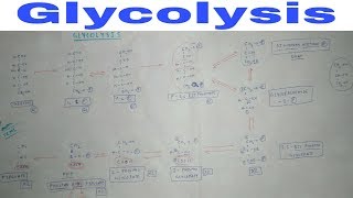 Glycolysis  Part 1  Chart  TCML Biochemistry Lectures [upl. by Lakym611]