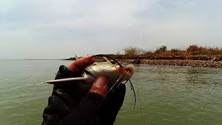 Mancing pakai umpan tiruan dari karet pentil sepeda dapat ikan kedukang 10 [upl. by Screens]