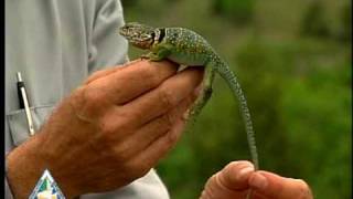 Collared Lizard [upl. by Navek]