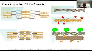 Muscle Contraction  Sliding Filaments just the facts [upl. by Rebekkah441]