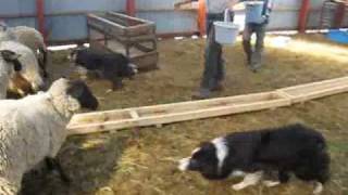 Sheep feeding in Boya Farm Hokkaido [upl. by Ekalb]