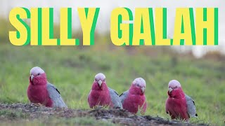 The Galah  australia birds wildlife [upl. by Gery]