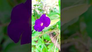 thunbergia plants in my garden beautifulflower flowergarden [upl. by Spector]