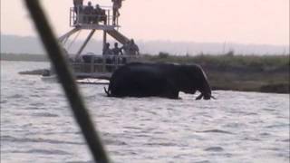 WorldwideXplorer safari sighting Baby elephant swims across river for the first time [upl. by Darb471]