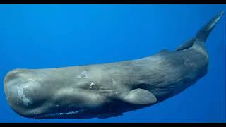 Sperm Whale Sound Effects 🐋 🔊 [upl. by Ellynad]