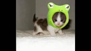 Cat in frog hat [upl. by Silvano]