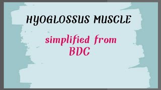 hyoglossus muscle  simplified from BDC [upl. by Grimbly888]